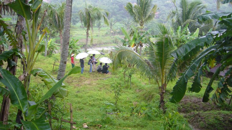 Indonesia – Rain forest